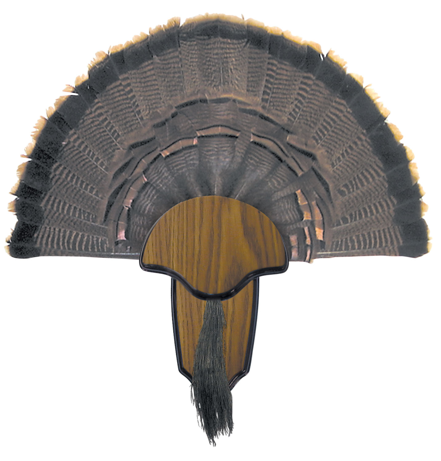 Hunters Specialties - Purple Mountain Armory view 3
